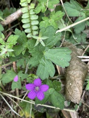 Geranium nepalense