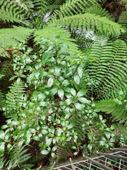 Hedycarya angustifolia