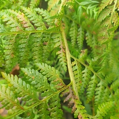 Calochlaena dubia