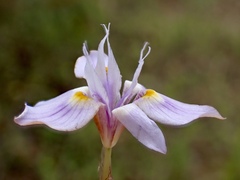 Moraea setifolia