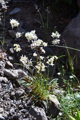 Silene paucifolia