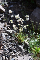 Silene paucifolia