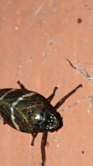 Cercopidae