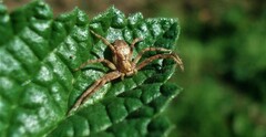 Philodromus aureolus