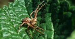 Philodromus aureolus