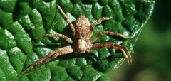 Philodromus aureolus