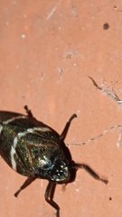 Cercopidae