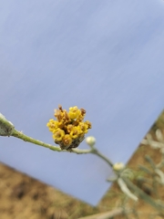 Hymenopappus filifolius