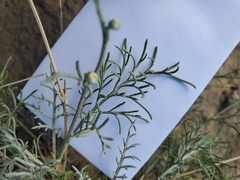 Hymenopappus filifolius