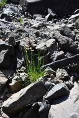 Festuca richardsonii