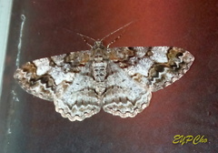 Alcis admissaria