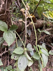 Odontochilus tashiroi