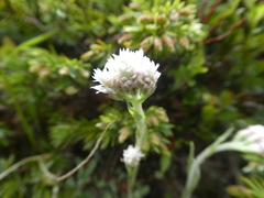 Antennaria dioica
