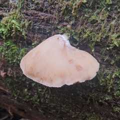 Crepidotus nephrodes