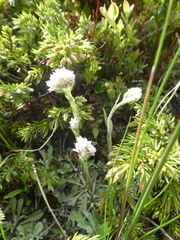 Antennaria dioica