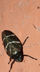 Cercopidae