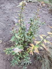 Eucephalus engelmannii