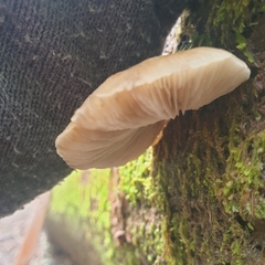 Crepidotus nephrodes