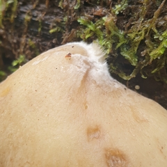 Crepidotus nephrodes