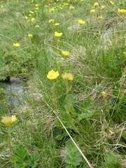 Geum montanum
