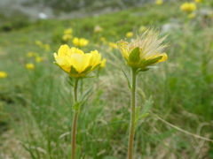 Geum montanum