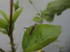 Burtinus notatipennis