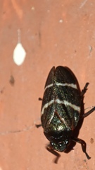 Cercopidae