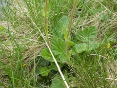 Geum montanum