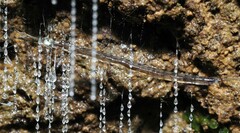 Arachnocampa luminosa