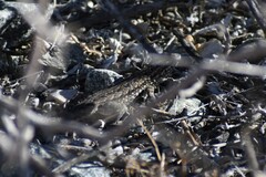 Uta stansburiana elegans