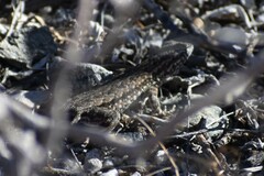 Uta stansburiana elegans