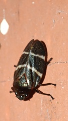 Cercopidae
