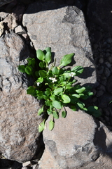 Cardamine bellidifolia