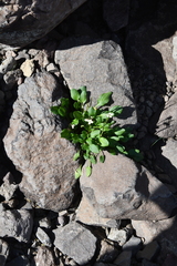 Cardamine bellidifolia