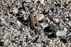 Uta stansburiana elegans
