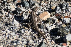 Uta stansburiana elegans