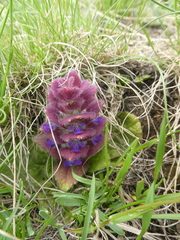 Ajuga pyramidalis
