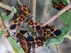 Tropidothorax sternalis