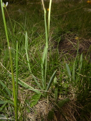 Ranunculus kuepferi orientalis