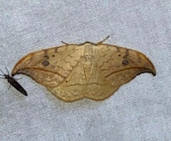 Drepana arcuata