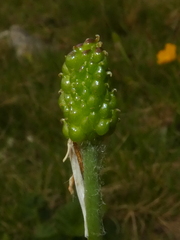 Ranunculus kuepferi orientalis