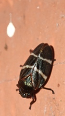 Cercopidae