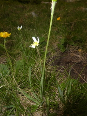 Ranunculus kuepferi orientalis