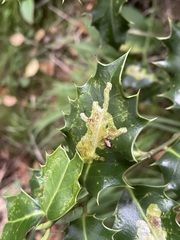 Phytomyza ilicis group