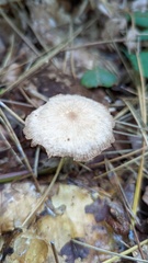 Collybiopsis peronata