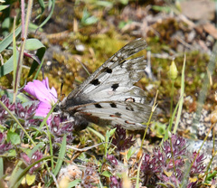 Parnassius phoebus
