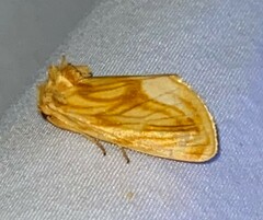 Cirrhophanus triangulifer