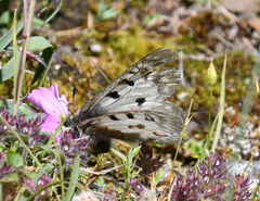Parnassius phoebus