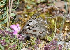 Parnassius phoebus