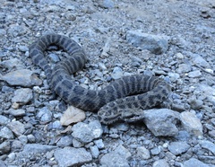 Gloydius intermedius